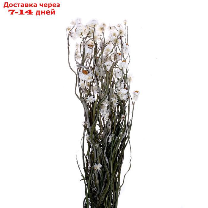Сухоцвет Хризантема, 60 г в упаковке - фото 2 - id-p227120309