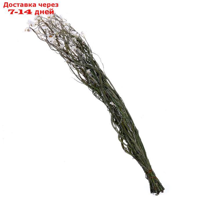 Сухоцвет Хризантема, 60 г в упаковке - фото 3 - id-p227120309