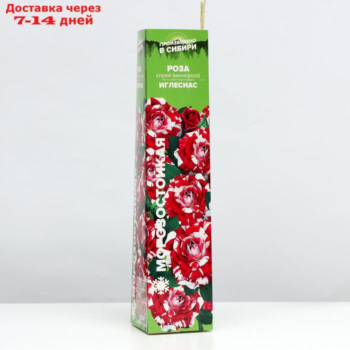 Саженец розы Иглесиас, 1 шт, Весна 2022 - фото 1 - id-p227110746
