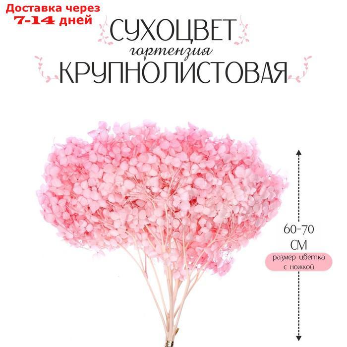 Сухоцвет Гортензия крупнолистовая, темно розовый, 1 веточка 50 - 70 см в упаковке - фото 1 - id-p227120316