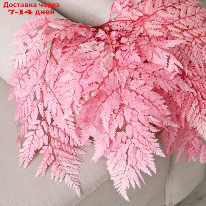 Сухоцвет Папоротник, розовый, 10 шт в упаковке - фото 2 - id-p227120334