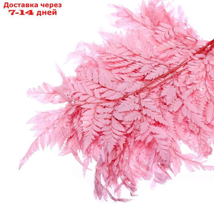 Сухоцвет Папоротник, розовый, 10 шт в упаковке - фото 3 - id-p227120334