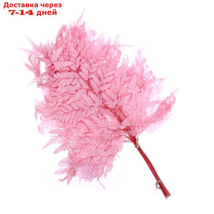 Сухоцвет Папоротник, розовый, 10 шт в упаковке - фото 5 - id-p227120334