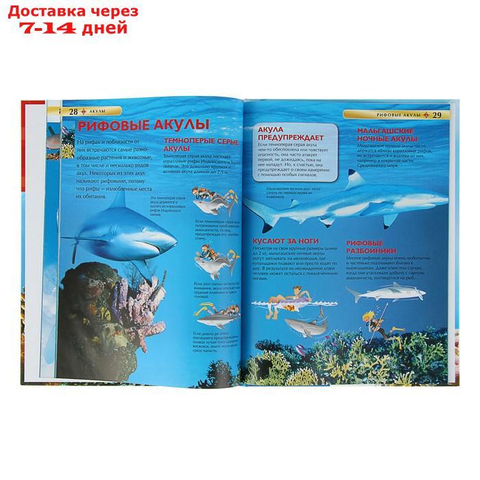 Детская энциклопедия "Акулы" - фото 4 - id-p226942421