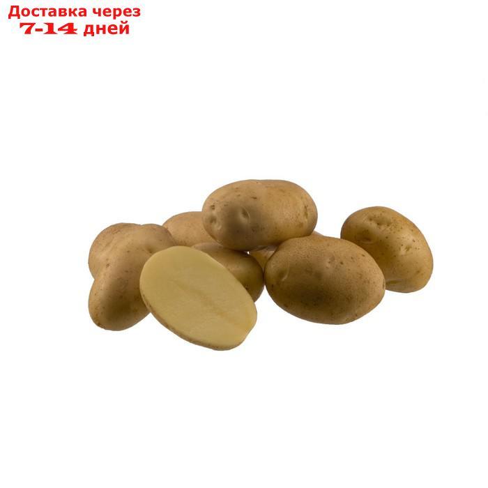 Семенной картофель "Ариэль" 2 кг Супер Элита, р/р 28/55 - фото 1 - id-p227110940