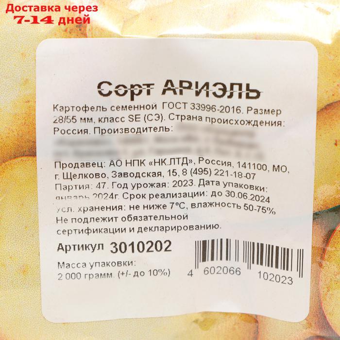 Семенной картофель "Ариэль" 2 кг Супер Элита, р/р 28/55 - фото 2 - id-p227110940