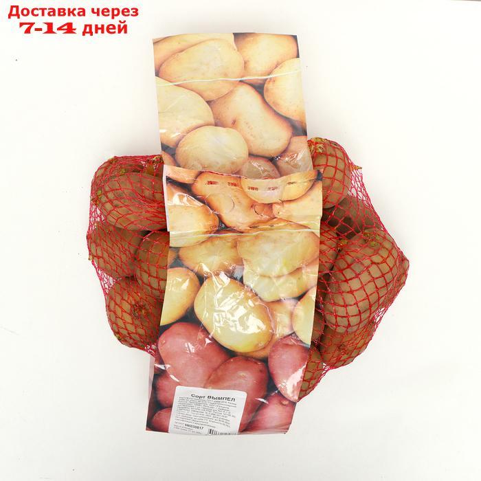 Семенной картофель "Вымпел" 2 кг Супер Элита, р/р 28/55 - фото 1 - id-p227110941