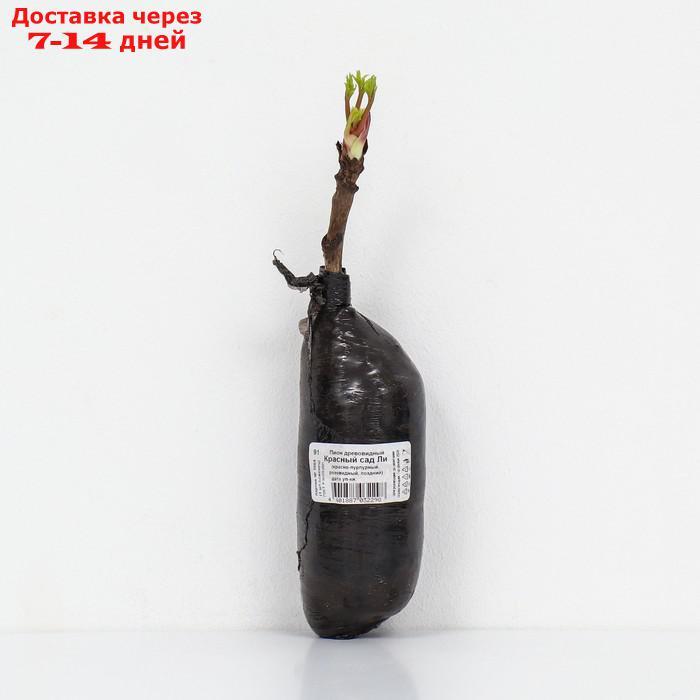 Пион древовидный "Красный сад Ли", привитый на пион травянистый, 3 шт., туба, май 2022 - фото 3 - id-p227112795