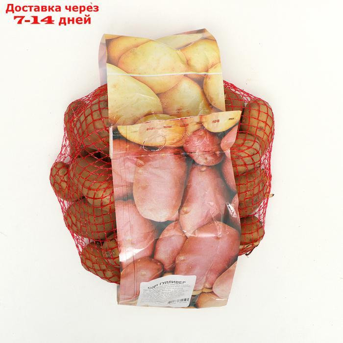 Семенной картофель "Гулливер" 2 кг Элита, р/р 28/55 - фото 2 - id-p227110942