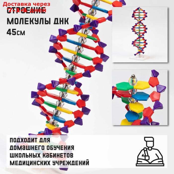 Макет "Строение молекулы ДНК", 45см - фото 1 - id-p227128862