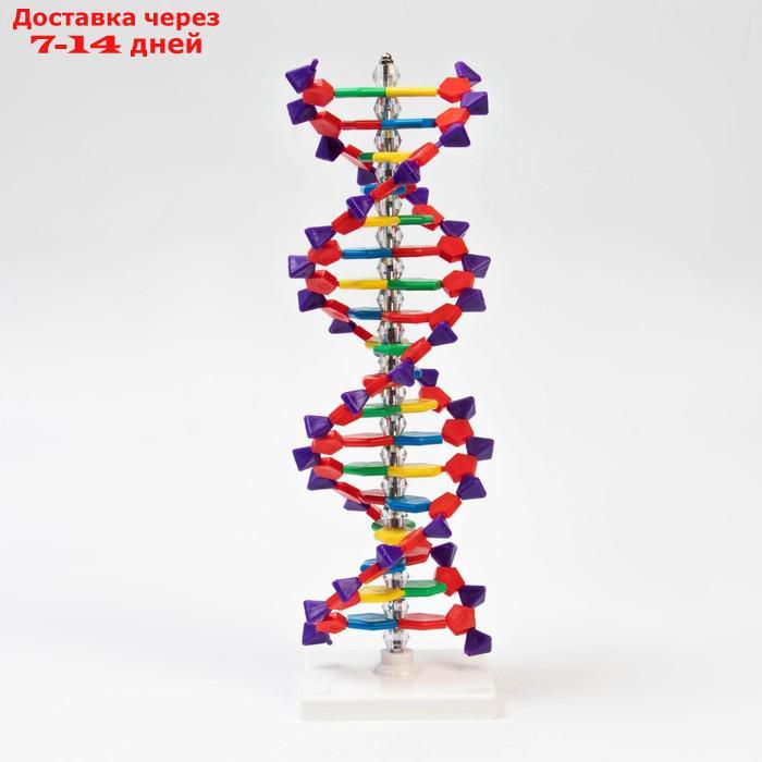 Макет "Строение молекулы ДНК", 45см - фото 2 - id-p227128862