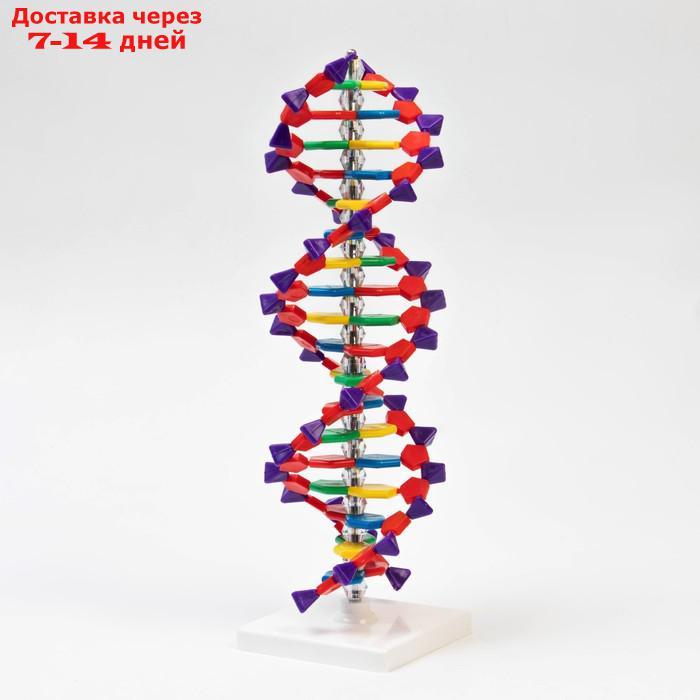 Макет "Строение молекулы ДНК", 45см - фото 3 - id-p227128862
