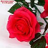 Цветы искусственные "Роза Жанна" 10*61 см, малиновая, фото 2