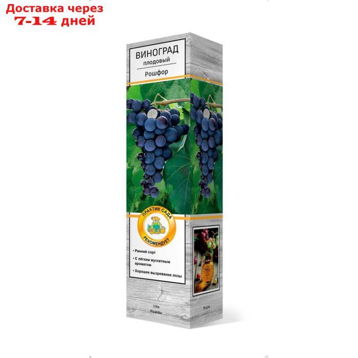 Виноград ПОИСК "Рошфор", плодовый, туба, 1 шт - фото 1 - id-p227113021