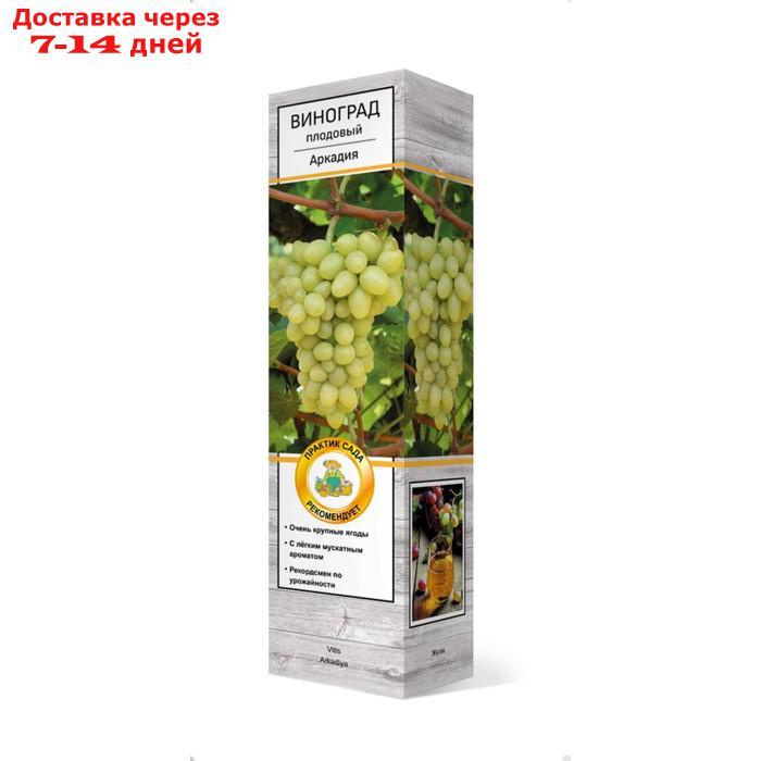 Виноград ПОИСК "Аркадия", плодовый, туба, 1 шт - фото 1 - id-p227113024