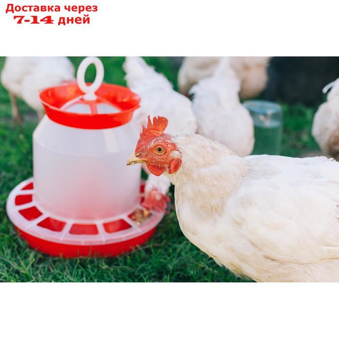 Кормушка бункерная для домашней птицы на 5 кг, цвет МИКС - фото 10 - id-p227095130
