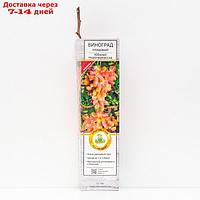 Виноград ПОИСК "Юбилей Новочеркасска", плодовый, туба, 1 шт