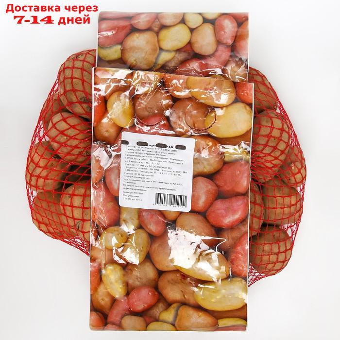 Семенной картофель "Удача" 2 кг Супер Элита, р/р 28/55 - фото 1 - id-p227111664
