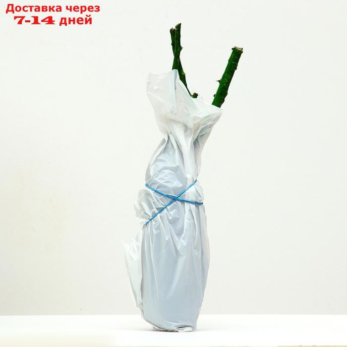 Саженец розы Сиреневый Дождь, 1 шт , Весна 2022 - фото 4 - id-p227111829