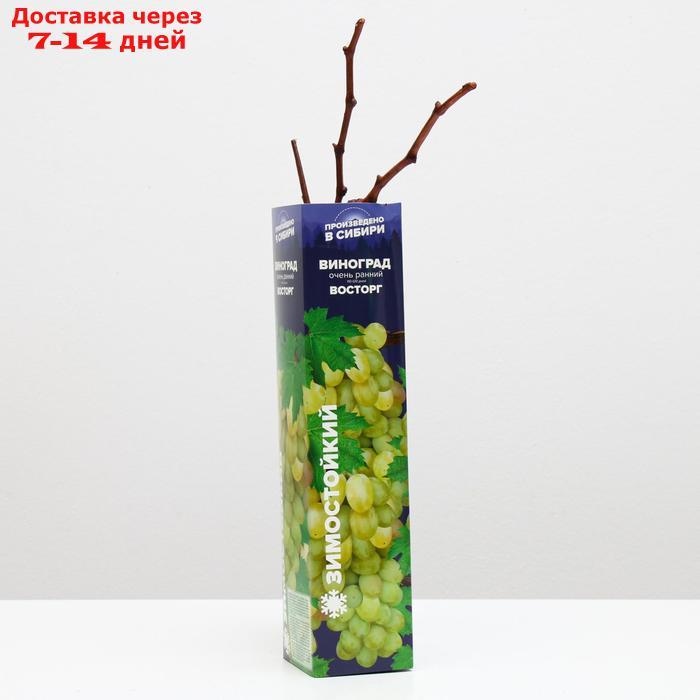 Саженец винограда Восторг, 1шт, Весна 2022 - фото 1 - id-p227111830