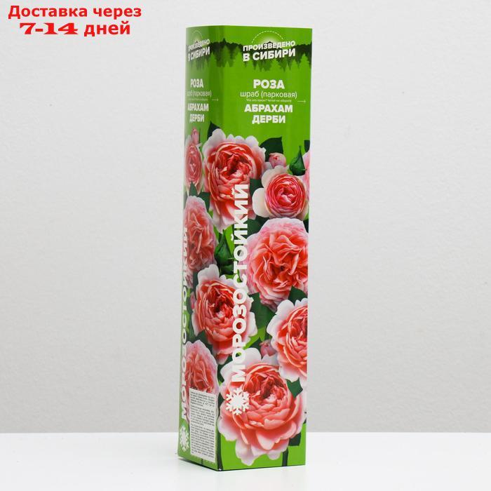 Саженец розы Абрахам Дерби, 1 шт, Весна 2022 - фото 1 - id-p227111832