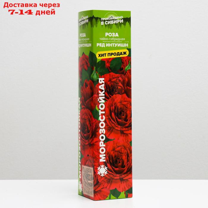 Саженец розы Ред Интуишн, 1шт , Весна 2022 - фото 1 - id-p227111834