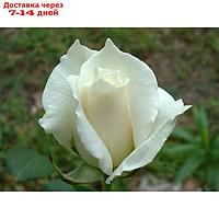 Саженец розы Паскаль, 1шт, Весна 2022