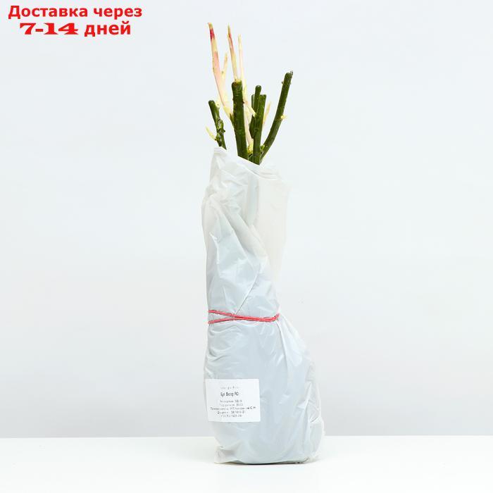Саженец розы Кул Ватер, 1 шт, Весна 2022 - фото 4 - id-p227111841