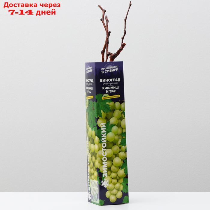 Саженец винограда Кишмиш №342, 1шт, Весна 2022 - фото 1 - id-p227111843
