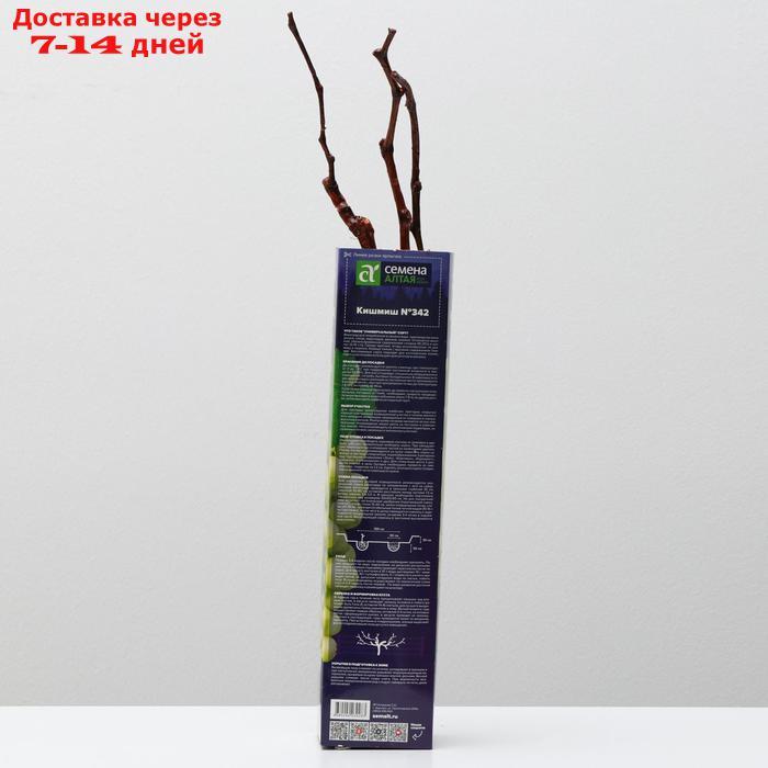 Саженец винограда Кишмиш №342, 1шт, Весна 2022 - фото 2 - id-p227111843