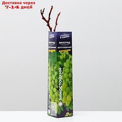 Саженец винограда Долгожданный, 1 шт, Весна 2022