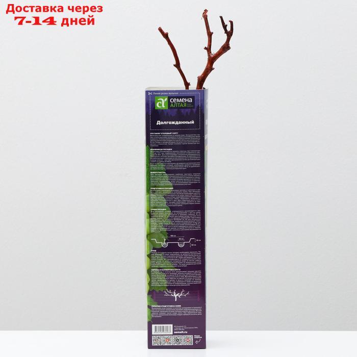 Саженец винограда Долгожданный, 1 шт, Весна 2022 - фото 2 - id-p227111848