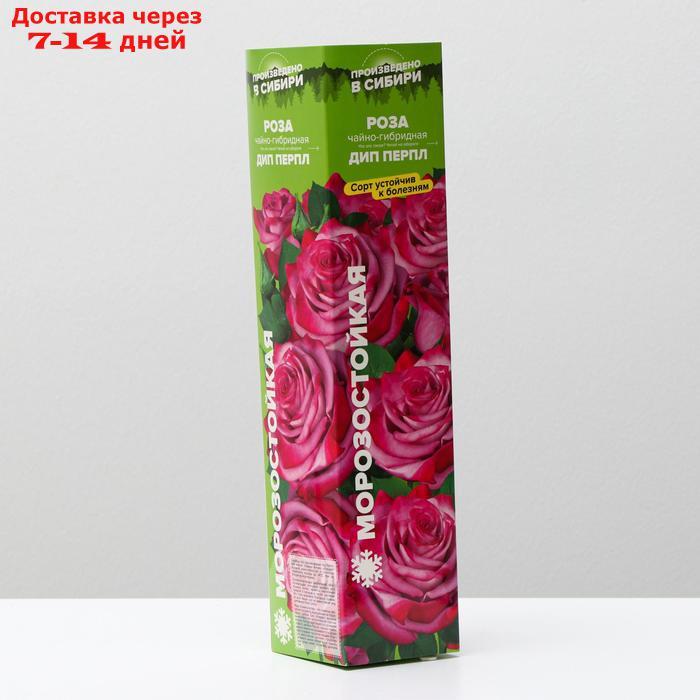 Саженец розы Дип Перпл, 1 шт, Весна 2022 - фото 1 - id-p227111860