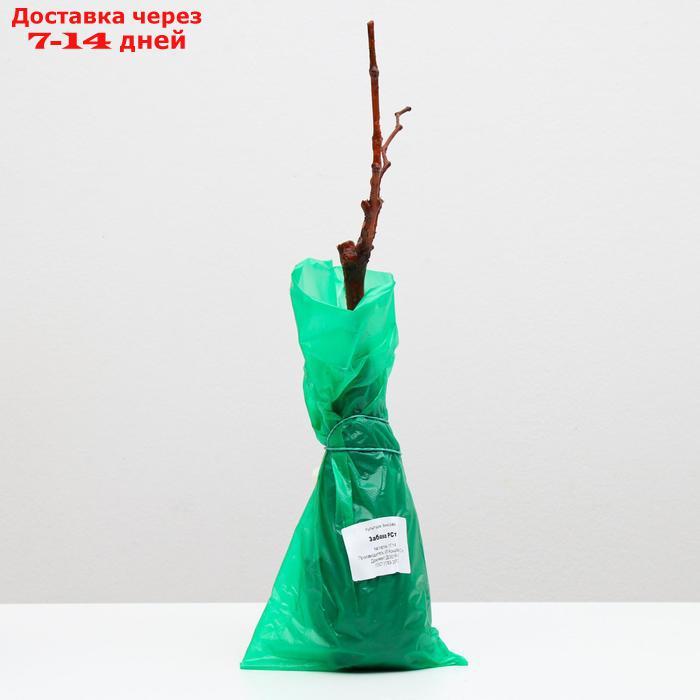 Саженец винограда Забава 1 шт, Весна 2022 - фото 3 - id-p227111875
