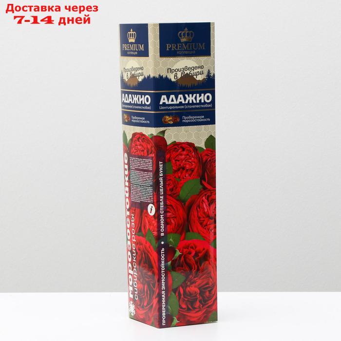 Саженец розы Адажио Серия "Премиум", 1 шт - фото 1 - id-p227111876