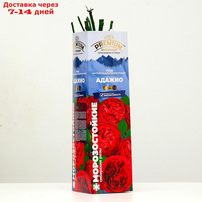 Саженец розы Адажио Серия "Премиум", 1 шт - фото 2 - id-p227111876
