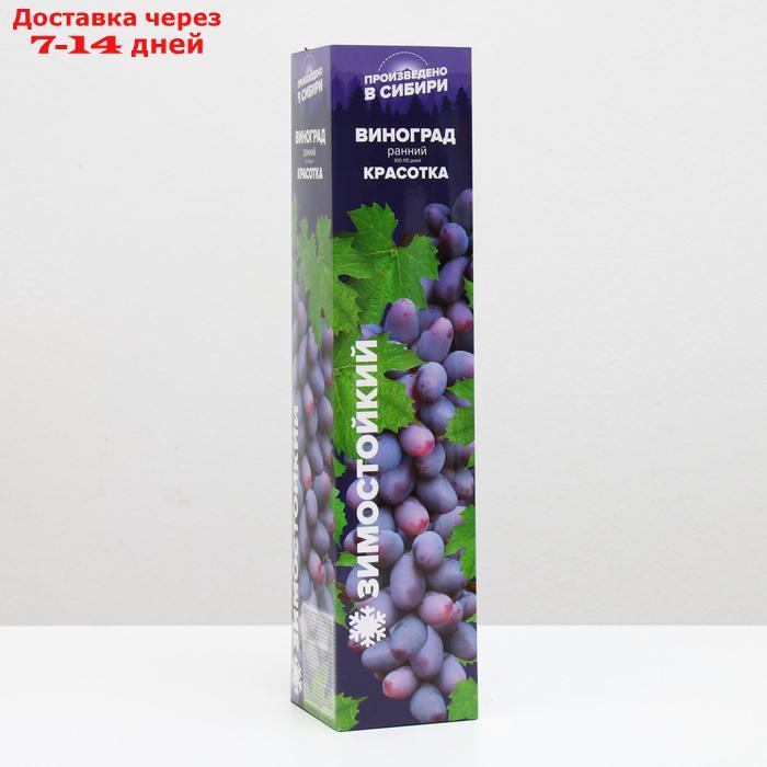 Саженец винограда Красотка, 1 шт, Весна 2022 - фото 1 - id-p227111877