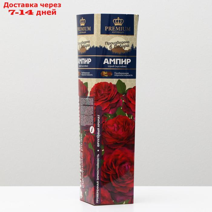 Саженец розы Ампир Серия "Премиум", 1 шт - фото 1 - id-p227111878