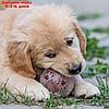 Игрушка для собак "Мяч баскетбол-лапки 2 в 1", TPR+винил, 7,5 см, прозрачная/коричневая, фото 4