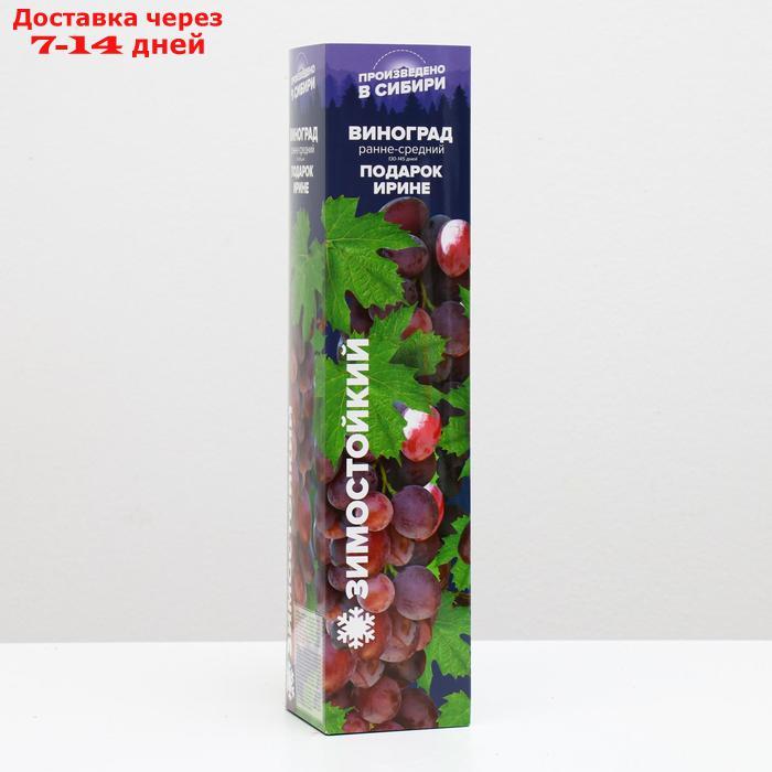 Саженец винограда Подарок Ирине, 1 шт, Весна 2022 - фото 1 - id-p227111883