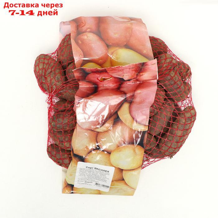 Семенной картофель "Василек" 2 кг Супер Элита, р/р 28/55 - фото 1 - id-p227111891