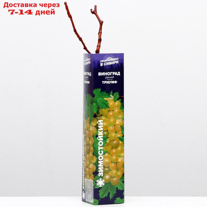 Саженец винограда Триумф, 1 шт, Весна 2022 - фото 1 - id-p227111892