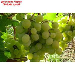 Саженец винограда "Алтайский Белый", 1 шт Весна 2022