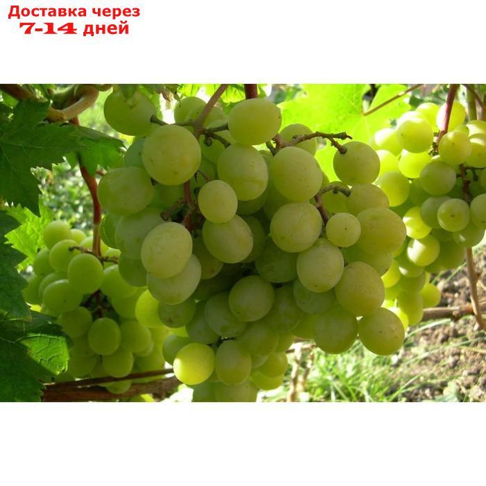 Саженец винограда "Алтайский Белый", 1 шт Весна 2022 - фото 1 - id-p227111899