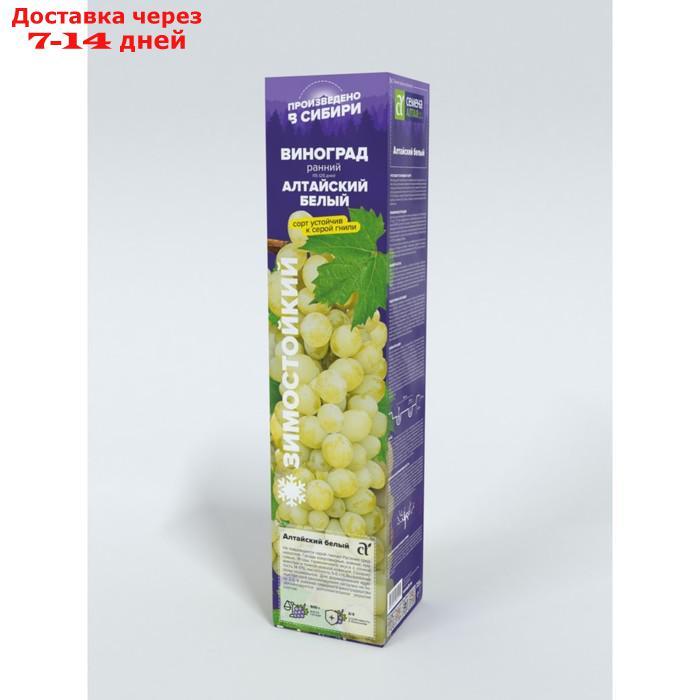 Саженец винограда "Алтайский Белый", 1 шт Весна 2022 - фото 2 - id-p227111899