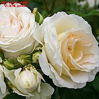 Саженец розы "Аифа", 1 шт, Весна 2022