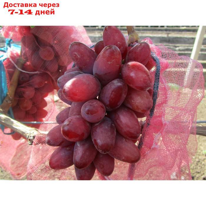 Саженец винограда "Богема", 1 шт, Весна 2022 - фото 1 - id-p227111902