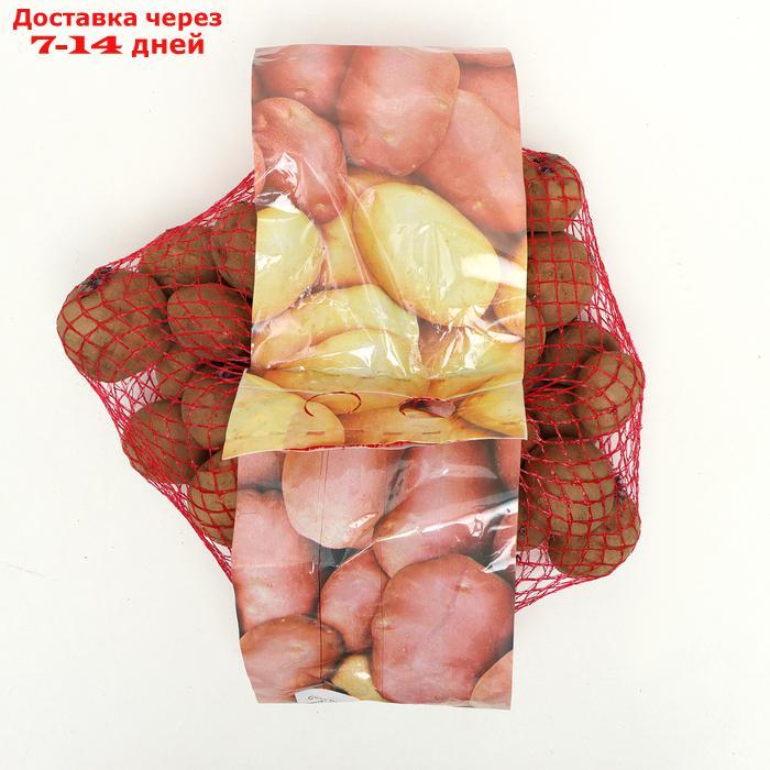 Семенной картофель "Синеглазка" 2 кг Супер Элита, р/р 28/55 - фото 1 - id-p227125454