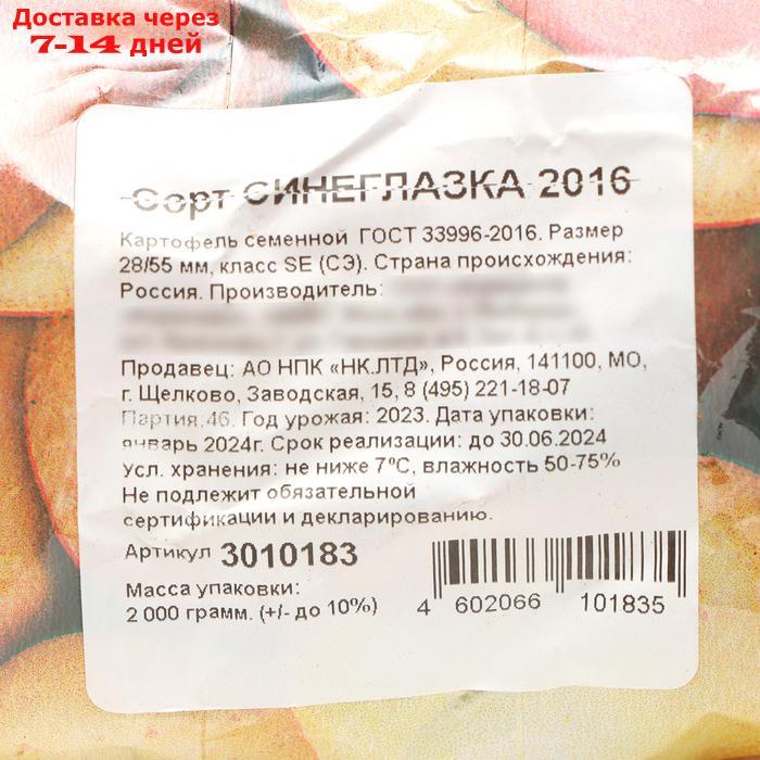 Семенной картофель "Синеглазка" 2 кг Супер Элита, р/р 28/55 - фото 3 - id-p227125454