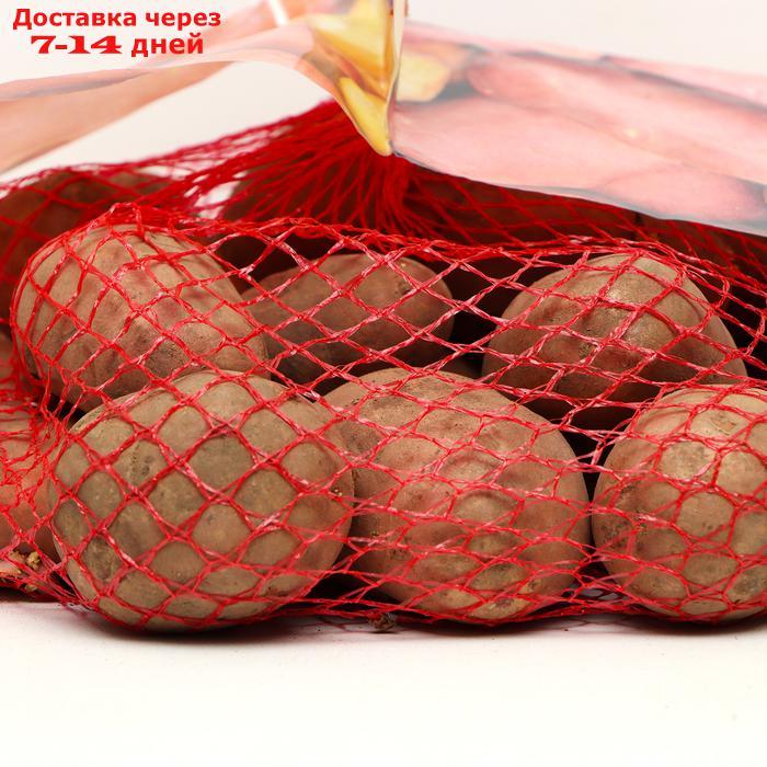 Семенной картофель "Фаворит" 2 кг Элита, р/р 28/55 - фото 2 - id-p227125455